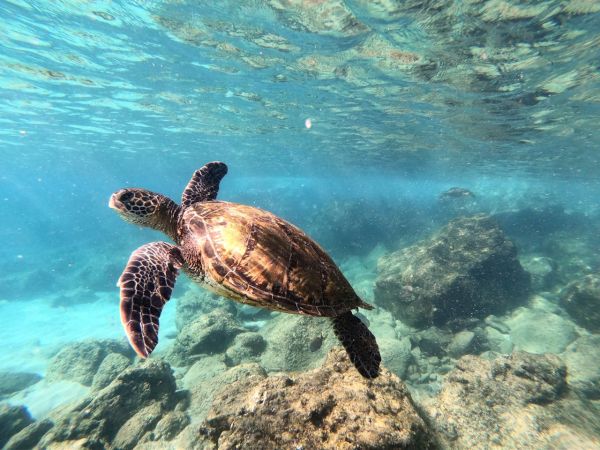 A sea turtle glides over clear turquoise water, rocks and coral beneath, sunlight filtering down.