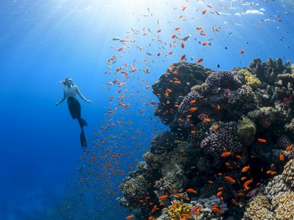 A scuba diver swims beside a vibrant coral reef teeming with small orange fish under bright blue tropical water.