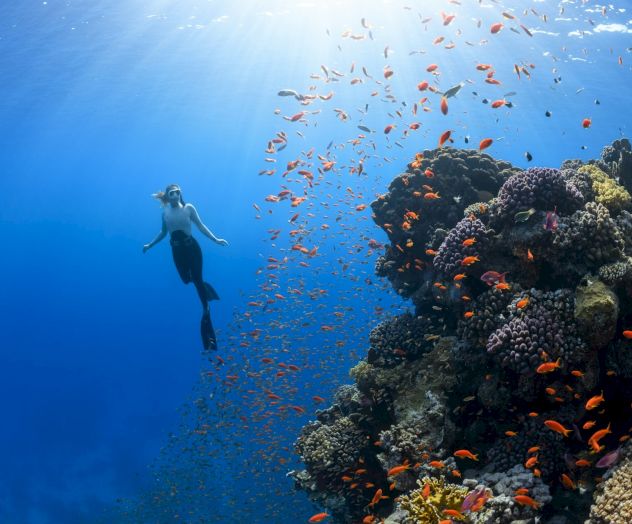 A scuba diver explores a vibrant coral reef underwater teeming with fish and light filtering down from above.