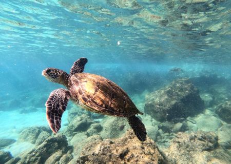 A sea turtle gliding above rocky, sunlit ocean floor, turquoise water and sunlight filtering through.