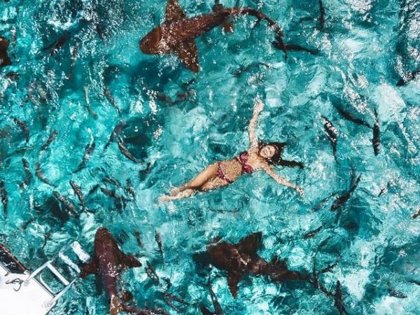 A person swimming among a swarm of sharks in clear blue water, with a boat nearby.