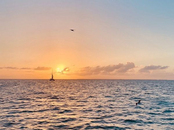 Sunset over calm sea from a boat, a sailboat on the horizon, and a bird flying as colors drift across the sky.