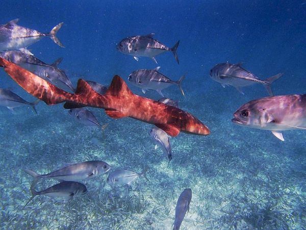 A red lobster/crinoid-like marine creature is surrounded by several gray reef fish swimming above a coral seabed.