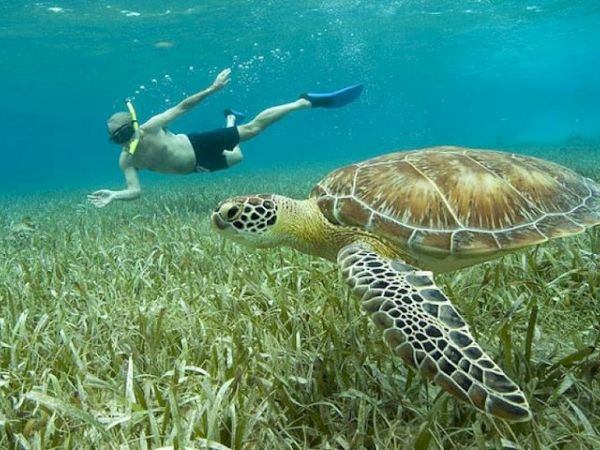 A swimmer glides above a sea turtle cruising over a seagrass bed, underwater scene in clear blue water.