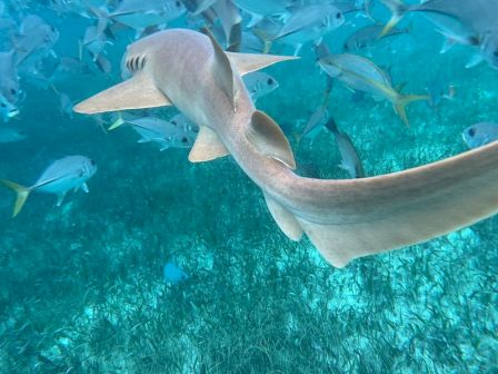 A hammerhead shark gracefully glides through a turquoise reef, accompanied by a school of colorful tropical fish.