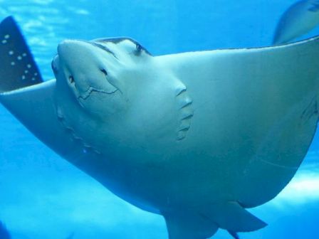 A graceful stingray glides through clear blue water, its flat body and long tail sweeping gracefully as it cruises.