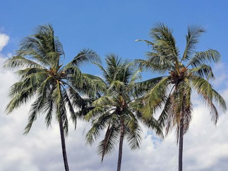 Three tall palm trees leaning gently against a bright blue sky with fluffy white clouds, a tropical seaside vibe.