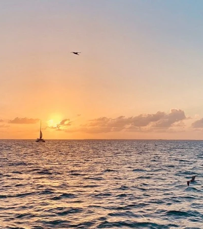A calm ocean at sunset, with a sailboat and a distant bird gliding above the waves.